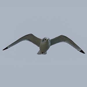 Black-legged Kittiwake